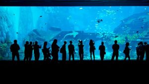 singapore sea aquarium, tour singapore, wisata murah ke singapore